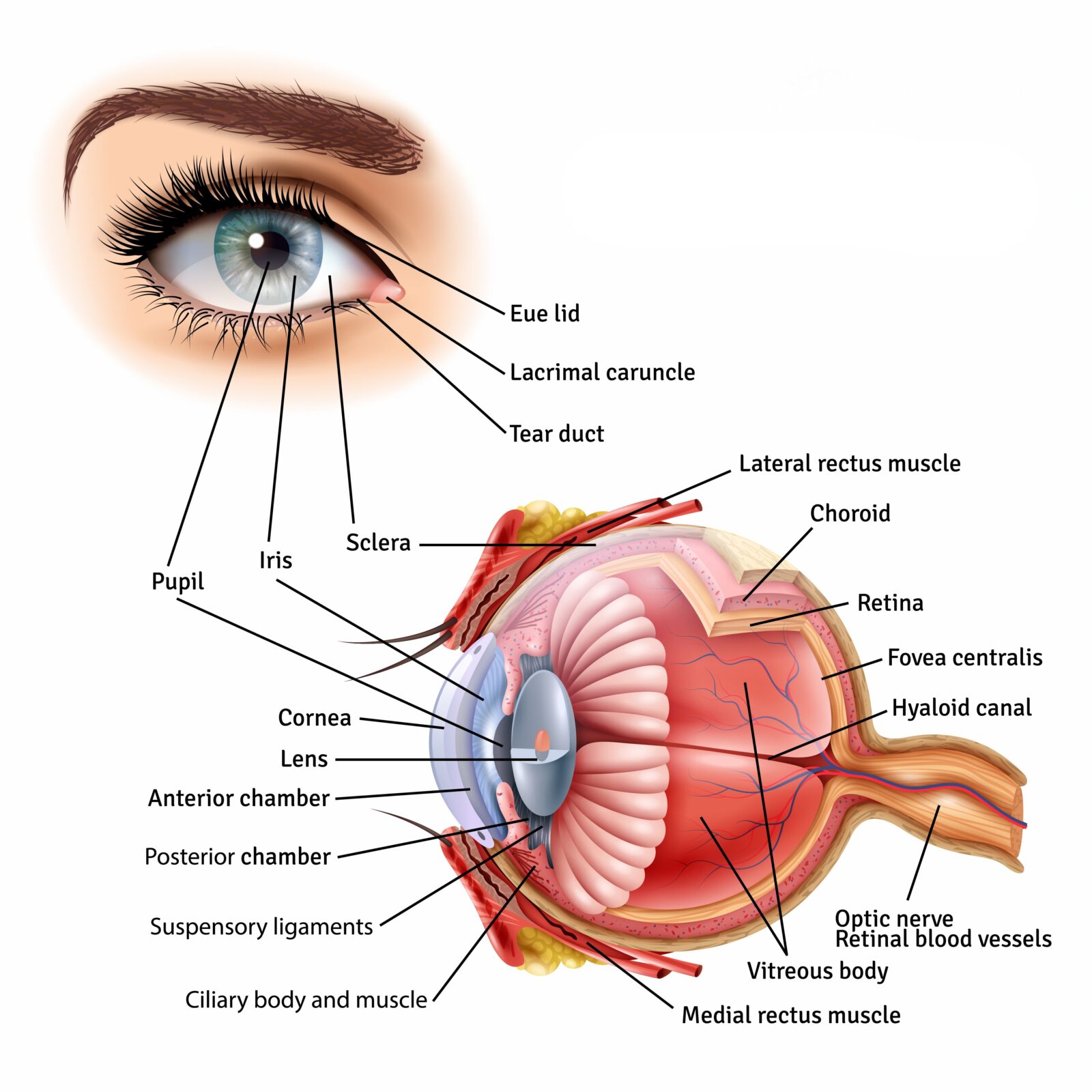 anatomy of human eye